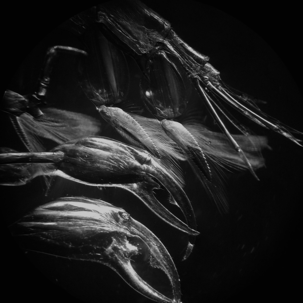 Meet your Posher, Leann